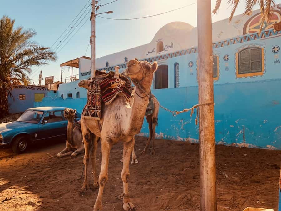 Hurghada: Morning Quad Bike Tour, Camel Ride and Transfer - Quick take: what matters most