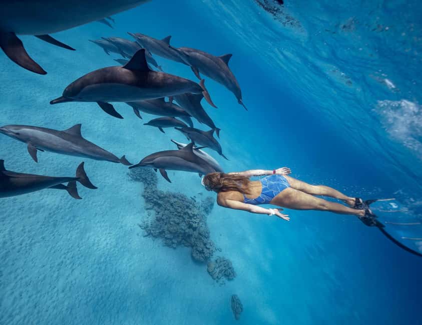 Hurghada or Makadi: Discover the Magic of Dolphin House - Dolphin House means wild dolphins, not a staged show