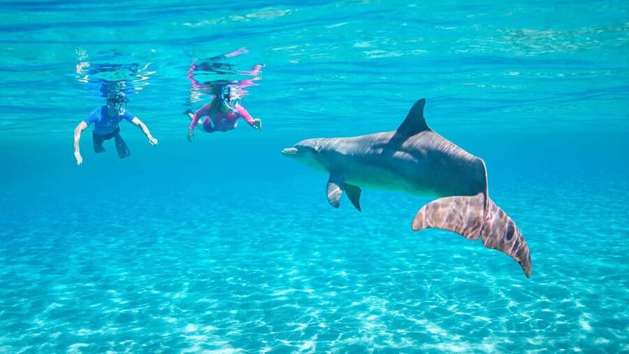 Hurghada or Makadi: Discover the Magic of Dolphin House - The dolphin search is the day’s biggest gamble