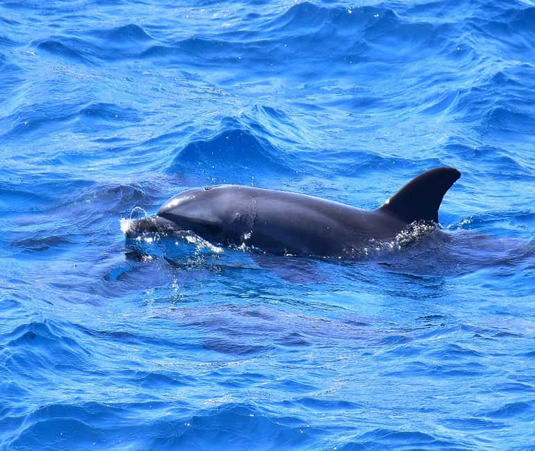 Hurghada or Makadi: Discover the Magic of Dolphin House - Two snorkeling stops bring the Red Sea into focus