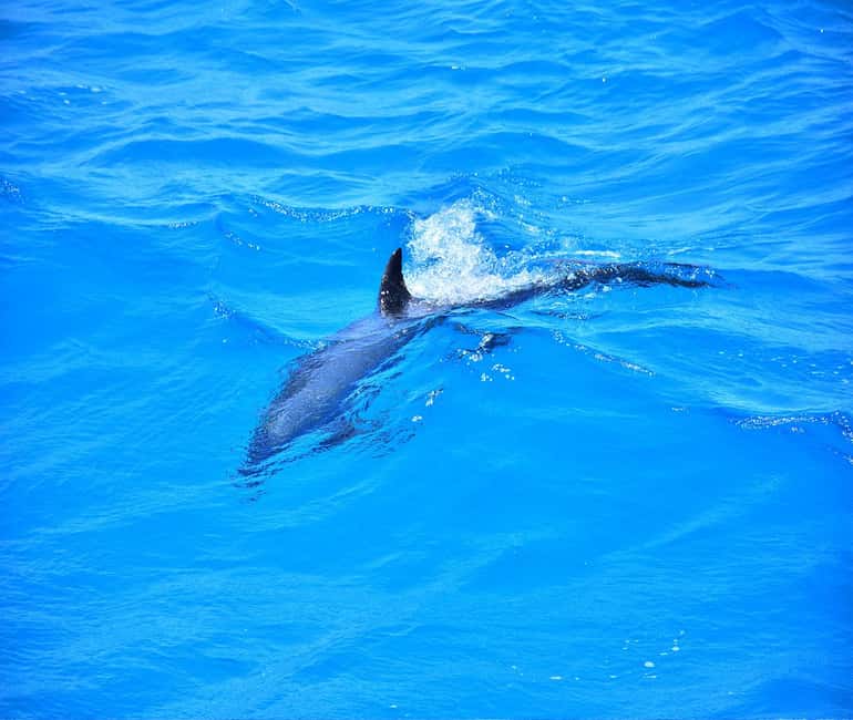 Hurghada or Makadi: Discover the Magic of Dolphin House - The sofa boat adds noisy fun after the reef
