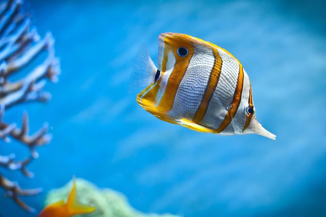 Hurghada: Orange Bay, Snorkeling, Watersports, Lunch & Drinks - Watersports and the beach at Orange Bay
