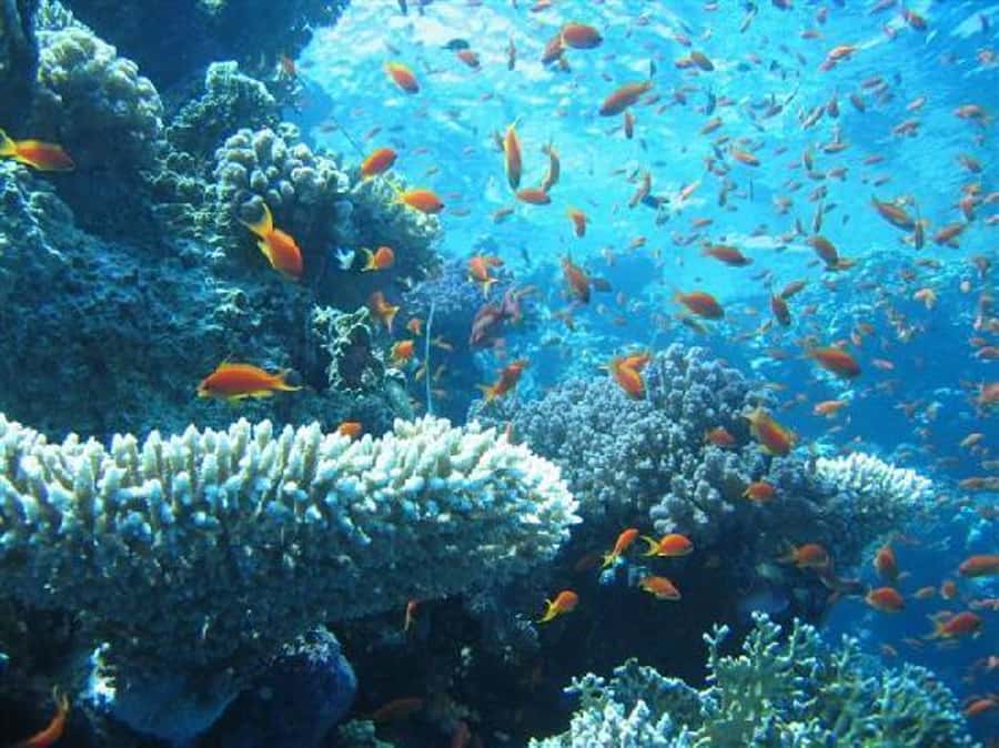 Hurghada, Professionals Diving in Open Water Tour with Lunch - Lunch on board after the first session