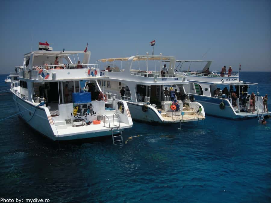 Hurghada, Professionals Diving in Open Water Tour with Lunch - Forty-five minutes for snorkeling and swimming