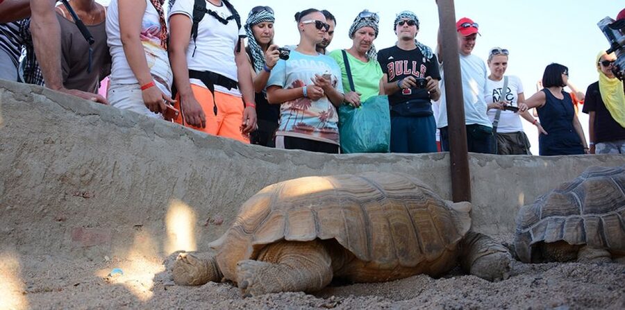 Hurghada: Quad Bike, Camel, Show, Dinner, & Stargazing Trip - Dinner, dancing, and a dark desert sky
