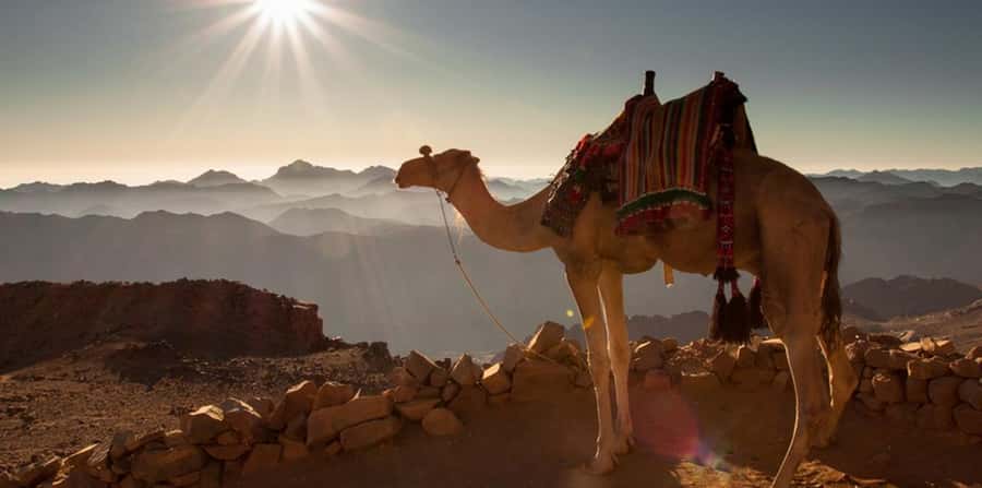 Hurghada: Quad Bike, Sea, Camel, Safari, Stargazing & Dinner - The $17 price and what you receive