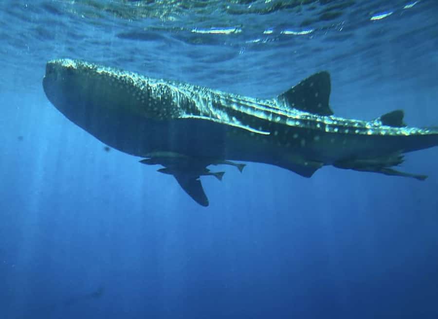 Hurghada: Royal Seascope Submarine Cruise with Snorkel Stop - Who should book it?
