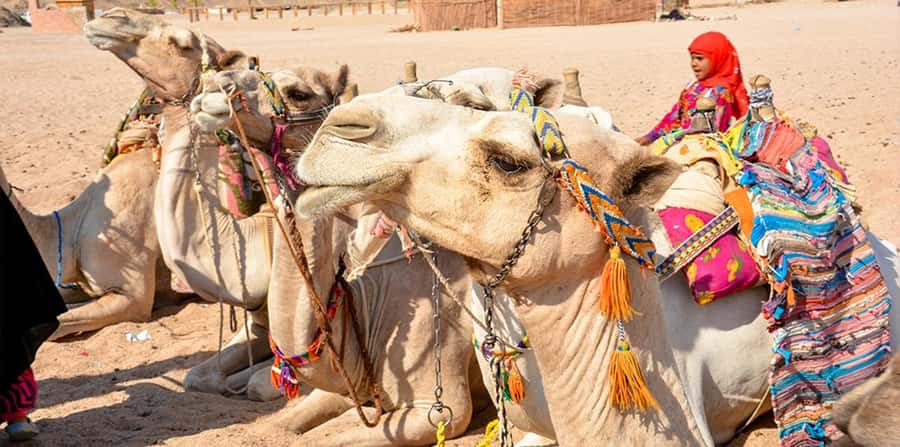 Hurghada: Safari Jeep, Buggy, Camel, Quad, Bedouin Dinner - What to pack for six dusty hours