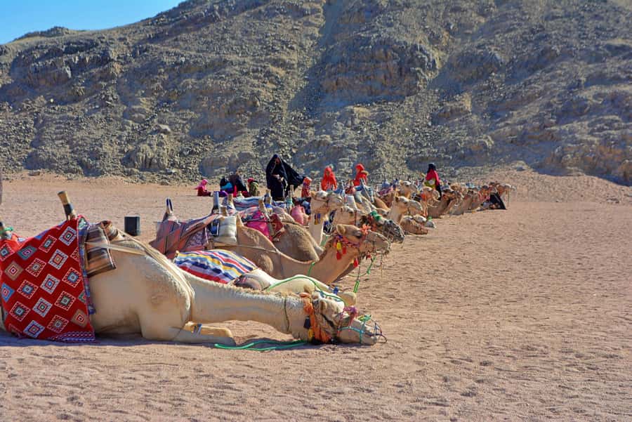 Hurghada: Safari Jeep & Camel Ride with BBQ Dinner & Show - What the $28 price really covers