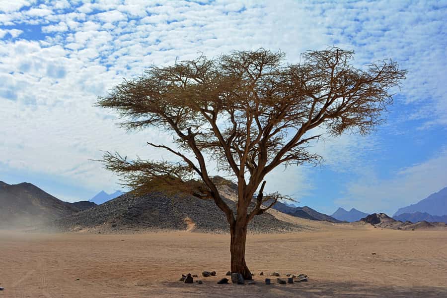 Hurghada: Safari Jeep & Camel Ride with BBQ Dinner & Show - Who should book this Hurghada safari?