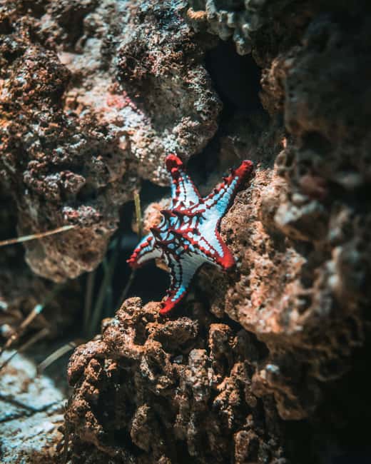 Hurghada: Scuba Diving for Beginners & Certified Divers - Certified participants need the correct booking option