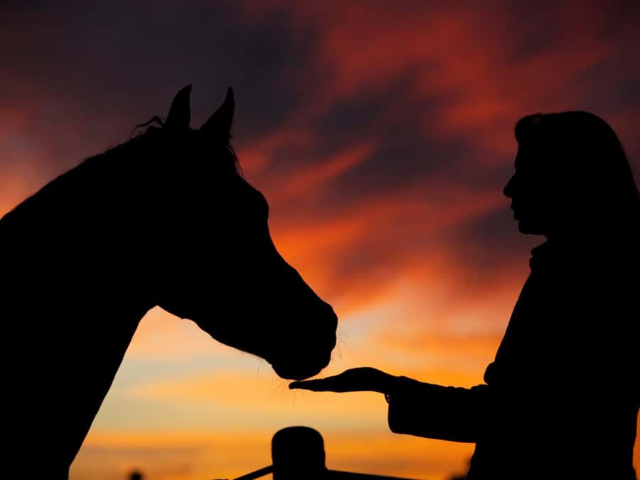 Hurghada: Sea & Desert Horse Tour, Stargazing, Dinner & Show - Getting ready at the stable