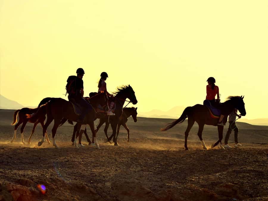 Hurghada: Sea & Desert Horse Tour, Stargazing, Dinner & Show - How the ride works for beginners and experienced riders