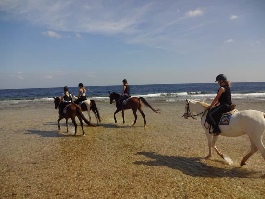 Hurghada: Sea & Desert Horse Tour, Stargazing, Dinner & Show - Desert tracks, shoreline views, and photo stops