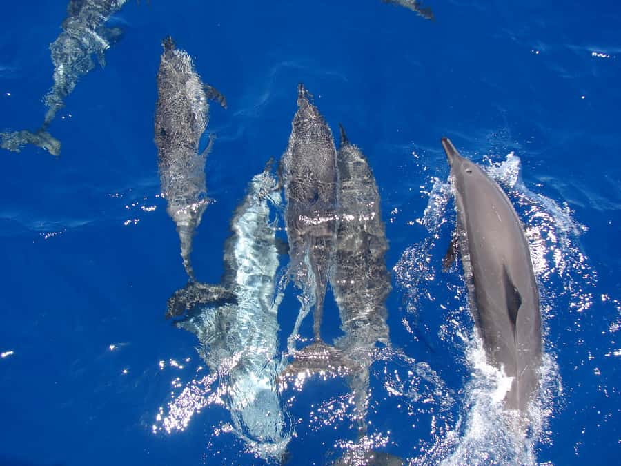 Hurghada: Snorkeling 6 x 1 to Orange Bay w Diving & Massage - Orange Bay Before the Crowds