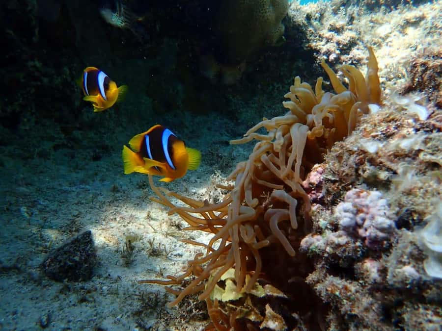 Hurghada: Snorkelling Trip by Speedboat with Hotel Pickup - Giftun Island and the changing quality of the reefs