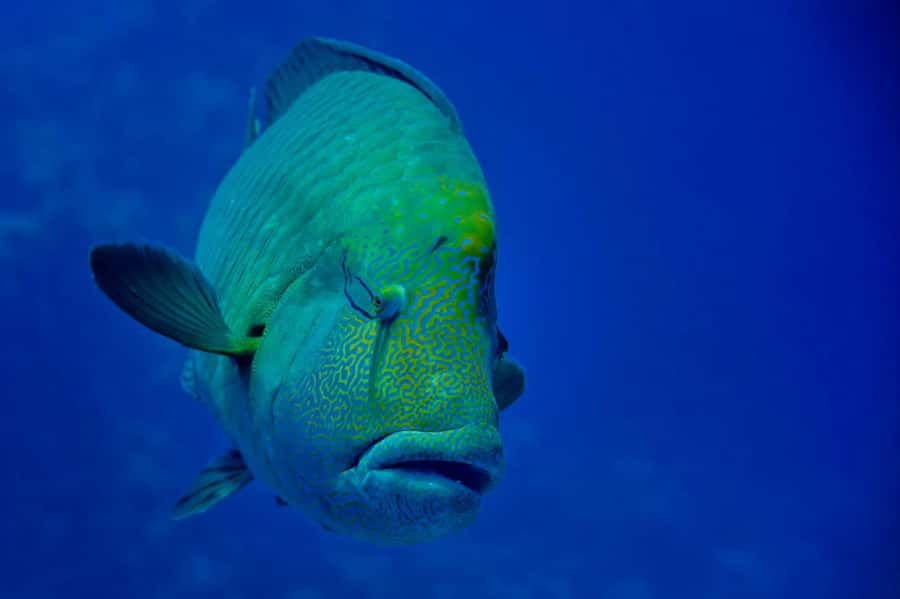Hurghada: Snorkelling Trip by Speedboat with Hotel Pickup - Food, drinks, and comfort on the boat