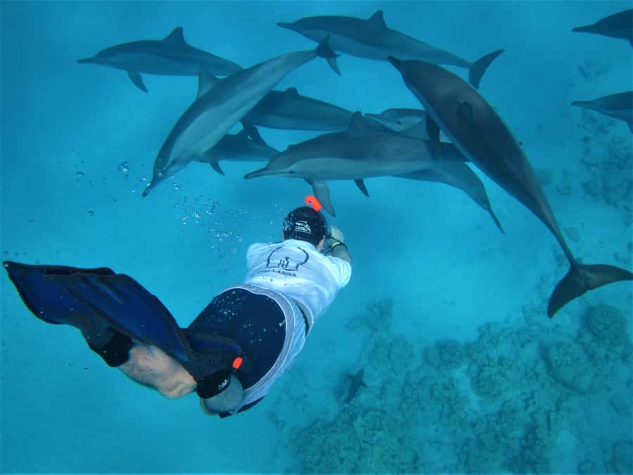 Hurghada: Speedboat Dolphin Watching & Snorkeling with Lunch - From your Hurghada hotel to the marina
