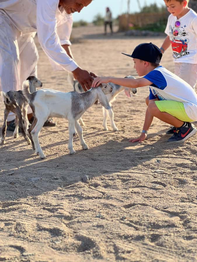 Hurghada: Sunset Camel Ride with Dinner - Should you book the Hurghada camel ride?