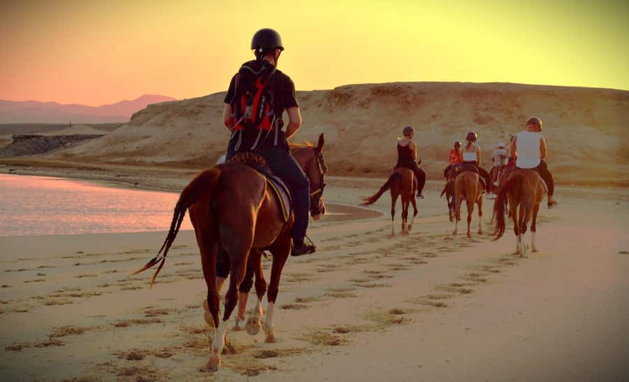 Hurghada: Sunset Sea, Desert Horse W Opt, Dinner, Stargazing - My verdict on this Hurghada horse ride