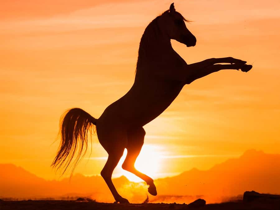 Hurghada: Sunset Sea, Desert Horse W Opt, Dinner, Stargazing - Riding from desert sand to Red Sea views
