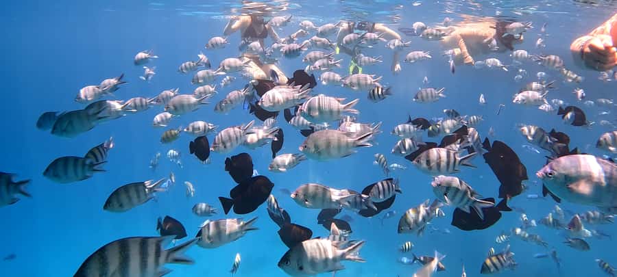 Hurghada: White Island Speedboat Tour, Snorkeling, & Lunch - Guides, boat service, and the small details
