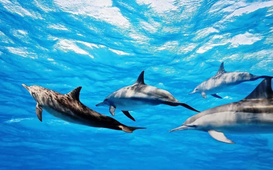 Île aux Bénitiers: Snorkeling w/Dolphins Boat Tour & Lunch - A dawn pickup for Mauritius’s southwest coast