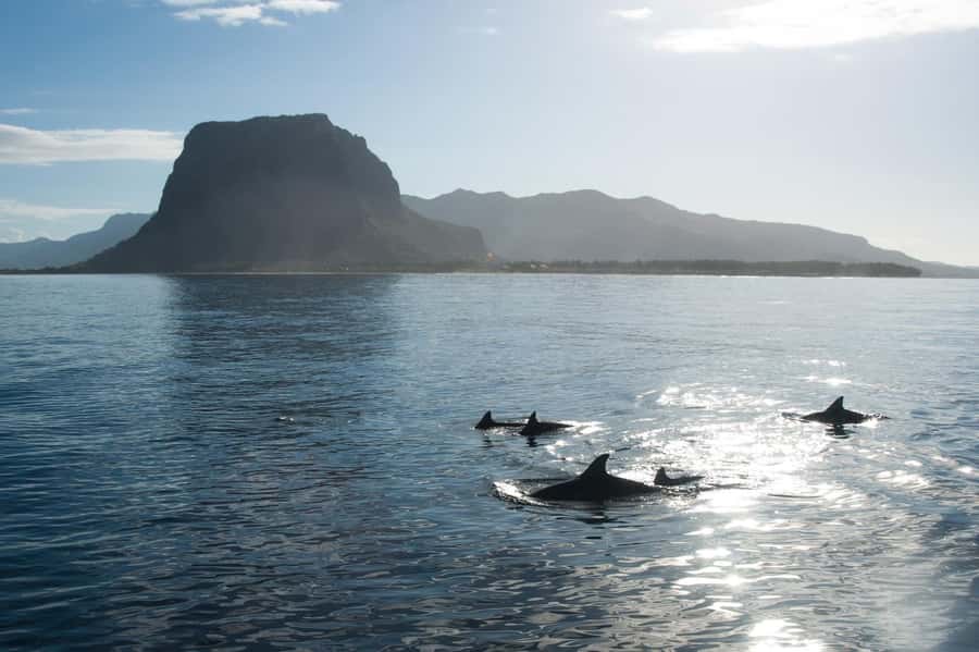 Île aux Bénitiers: Snorkeling w/Dolphins Boat Tour & Lunch - Meeting dolphins in the southwest lagoon