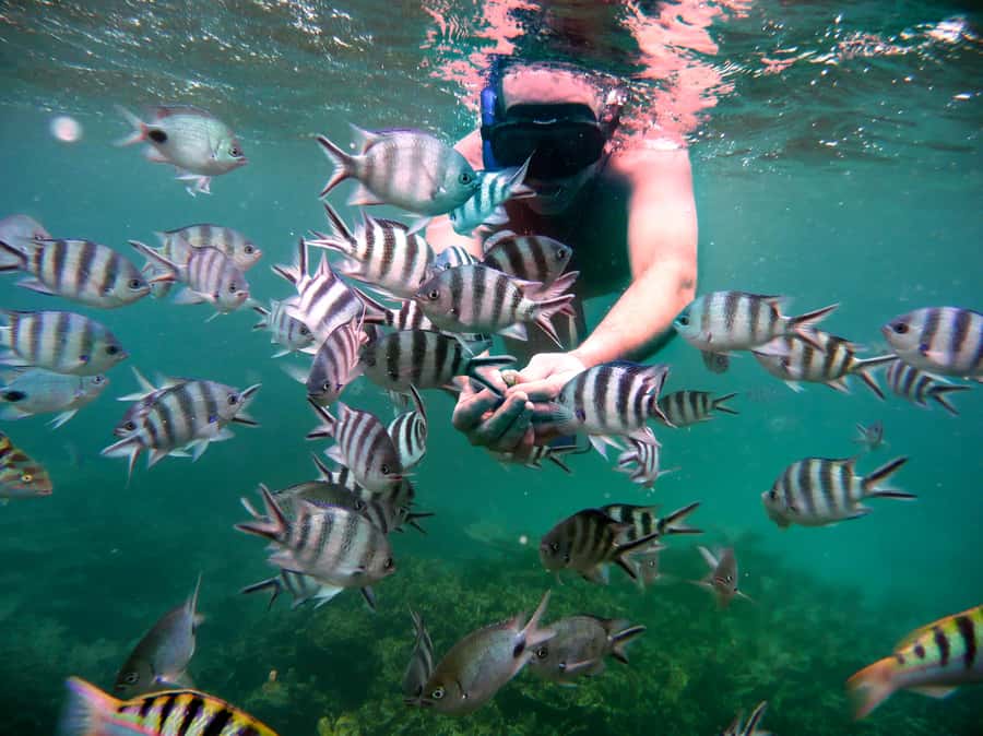 Ilot Gabriel: Catamaran Cruise & BBQ Lunch - A full day from Grand Bay to Ilot Gabriel
