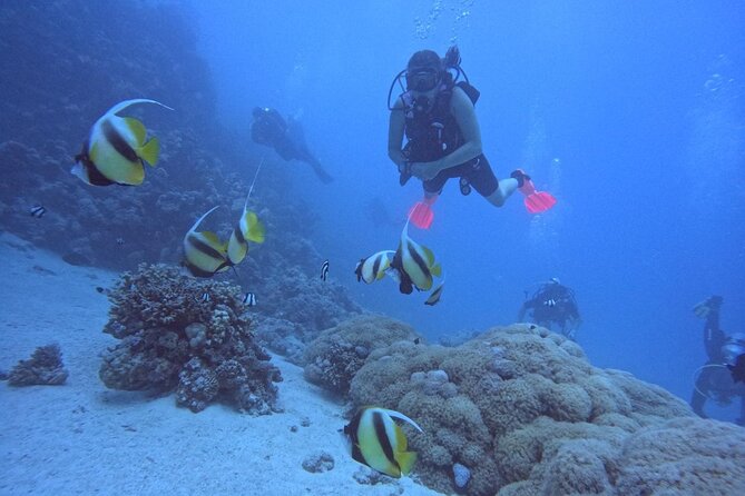 Intro Diving Beginner and Discover Red Sea Underwater - Hotel pickup and the trip to the marina
