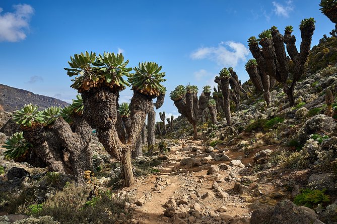 Kilimanjaro climb by Lemosho Route (7-day) - Day 7: Rainforest descent and the return to Moshi