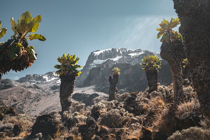 Kilimanjaro climb, Lemosho Route (6-day) - Why Lemosho is a smart six-day choice