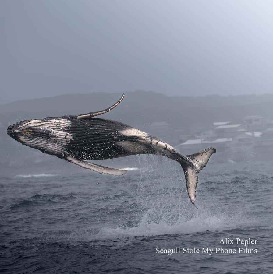 Knysna: Close Encounter Whale Watching Tour by Boat - Leaving Thesen Island for the Knysna Heads