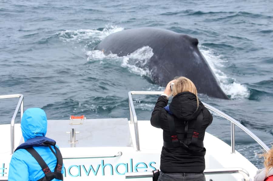 Knysna: Close Encounter Whale Watching Tour by Boat - FAQ