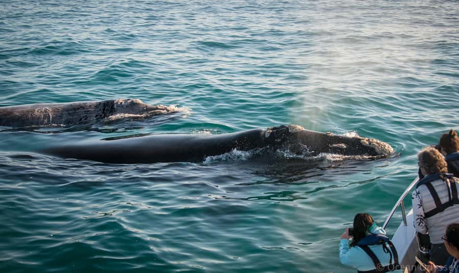 Knysna: Close Encounter Whale Watching Tour by Boat - How the whale spotter improves your chances