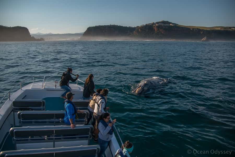 Knysna: Close Encounter Whale Watching Tour by Boat - The whale encounters you may see