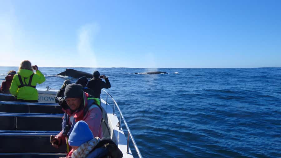 Knysna: Close Encounter Whale Watching Tour by Boat - Safety, crew care, and the rough-water question