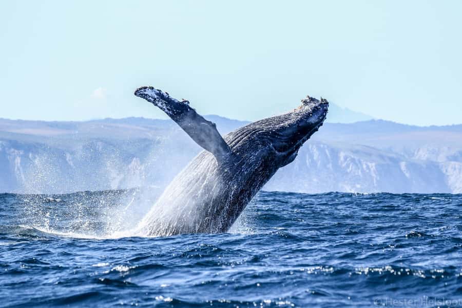 Knysna: Close Encounter Whale Watching Tour by Boat - Why the small capacity matters