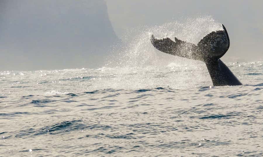 Knysna: Close Encounter Whale Watching Tour by Boat - The value of $113 for two hours