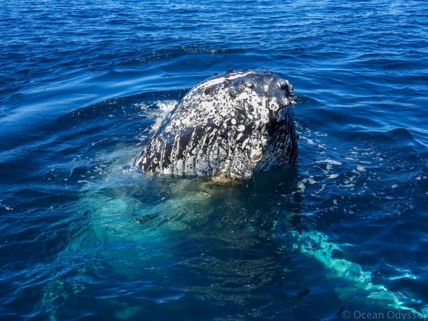 Knysna: Close Encounter Whale Watching Tour by Boat - Who should book this Knysna whale tour