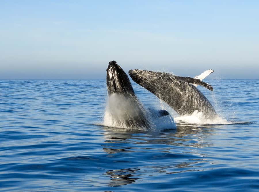 Knysna: Close Encounter Whale Watching Tour by Boat - Should you book Ocean Odyssey?