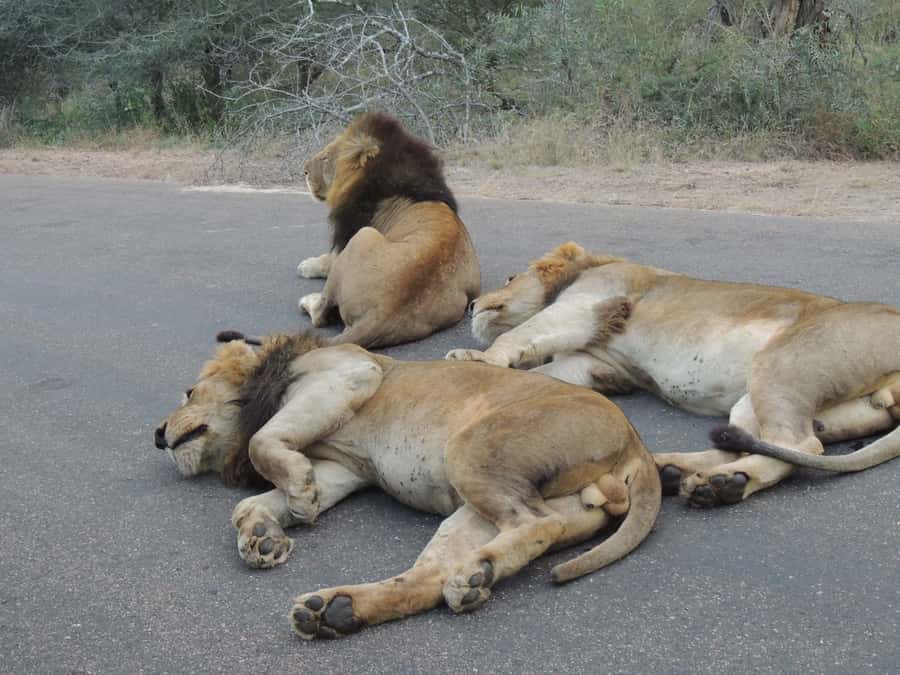 Kruger National Park: Full-Day Game Drive with Pickup - What a full day in Kruger really gives you