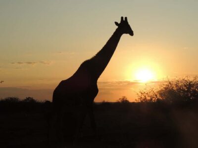 Kruger National Park: Full-Day Game Drive with Pickup