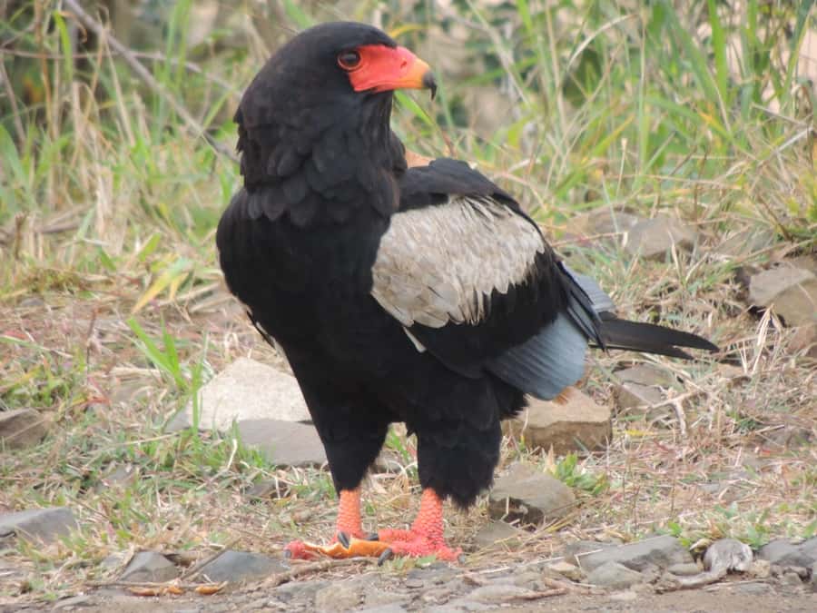 Kruger National Park: Full-Day Game Drive with Pickup - Breakfast and lunch at a Kruger rest camp