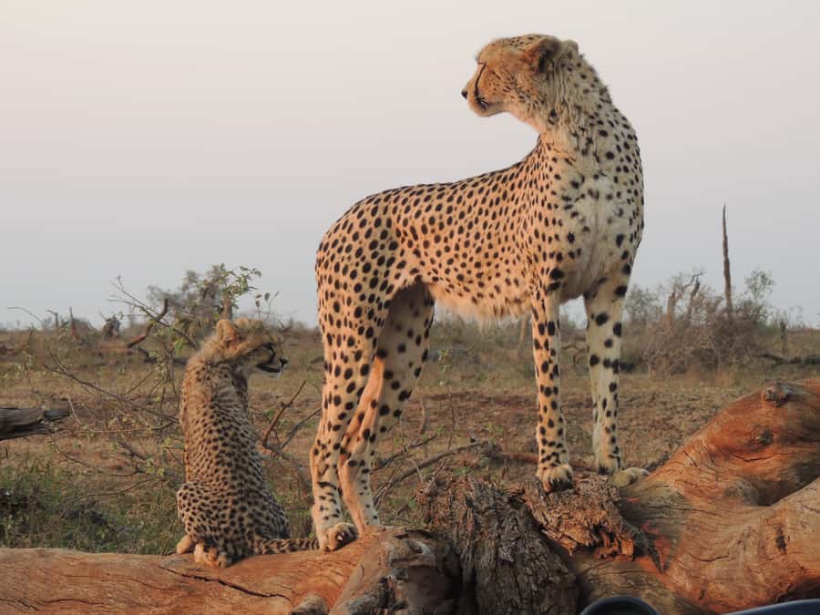 Kruger National Park: Full-Day Game Drive with Pickup - The value of $109 per person