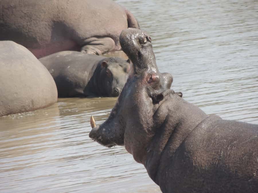 Kruger National Park: Full-Day Game Drive with Pickup - Who will get the most from this safari