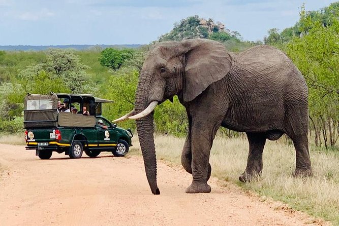 Kruger National Park Full Day Private safari - Kruger Safari Highlights