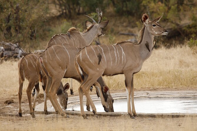 Kruger National Park Full Day Private safari - A Day Built Around Your Group
