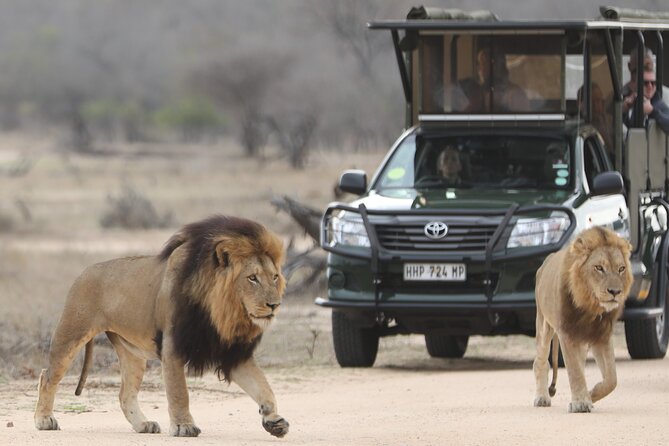 Kruger National Park Full Day Private safari - The Long-Day Reality