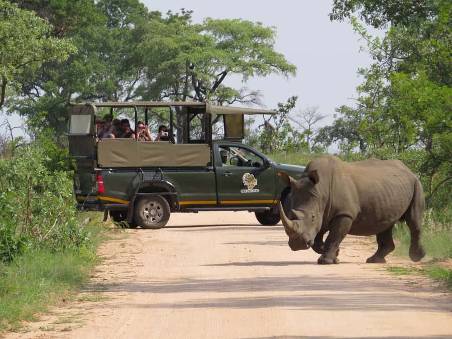 Kruger National Park: Full-Day Private Safari With Pickup - Why the early start improves your Kruger day